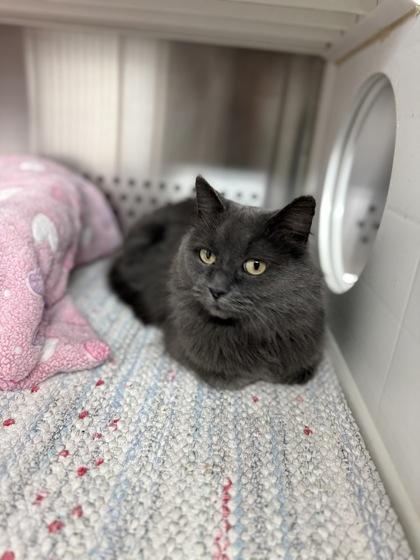 Enlarge Tuna, a Adoptable mixed breed in Fergus Falls, MN image 2/3