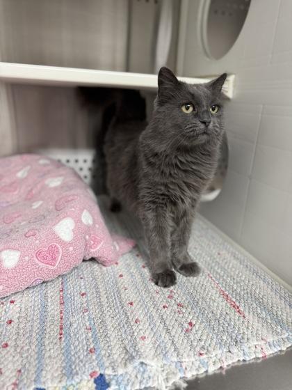 Enlarge Tuna, a Adoptable mixed breed in Fergus Falls, MN image 3/3