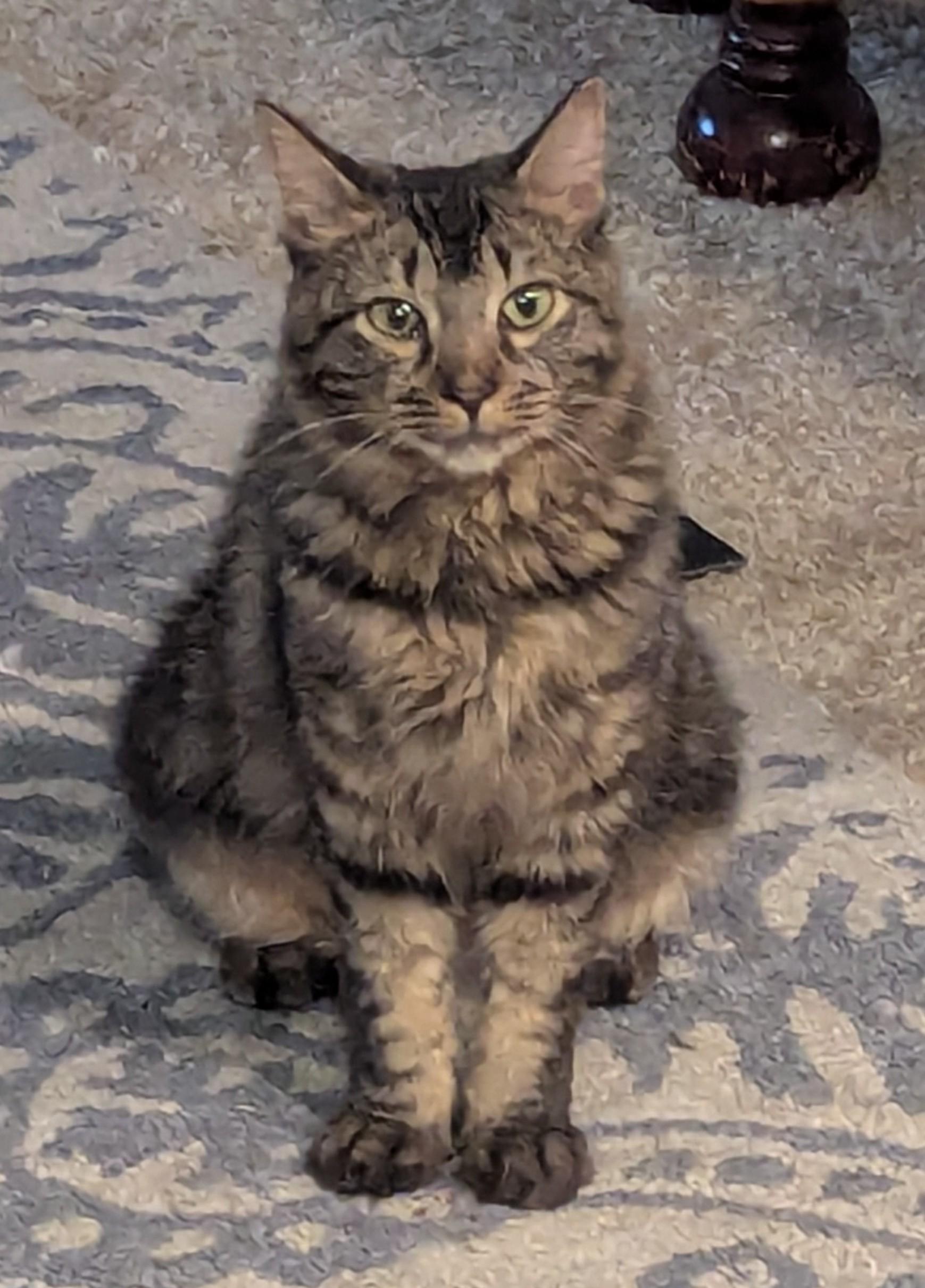 Darla, ADOPTABLE, Young Female Domestic Short Hair.