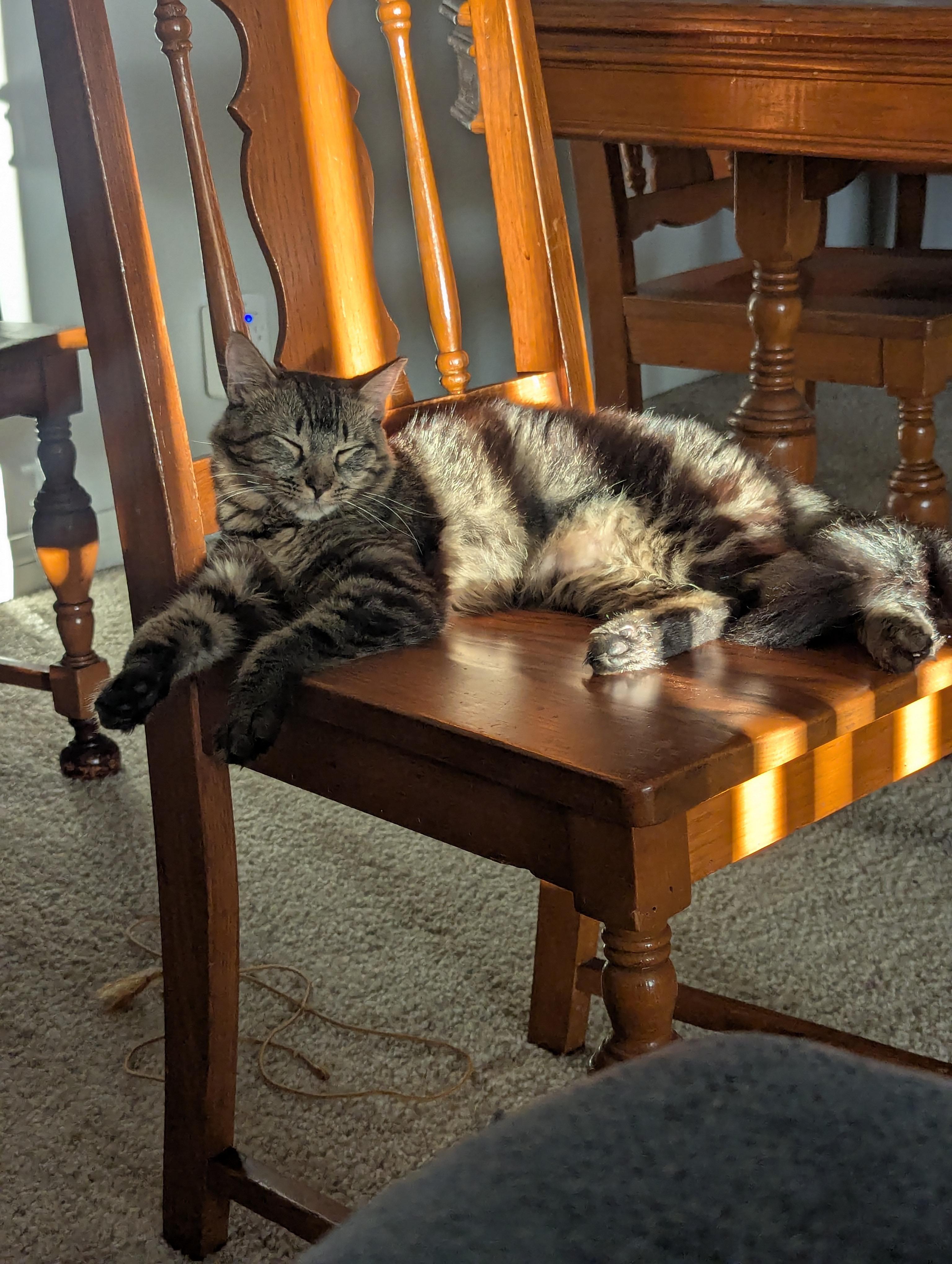 Darla, ADOPTABLE, Young Female Domestic Short Hair.