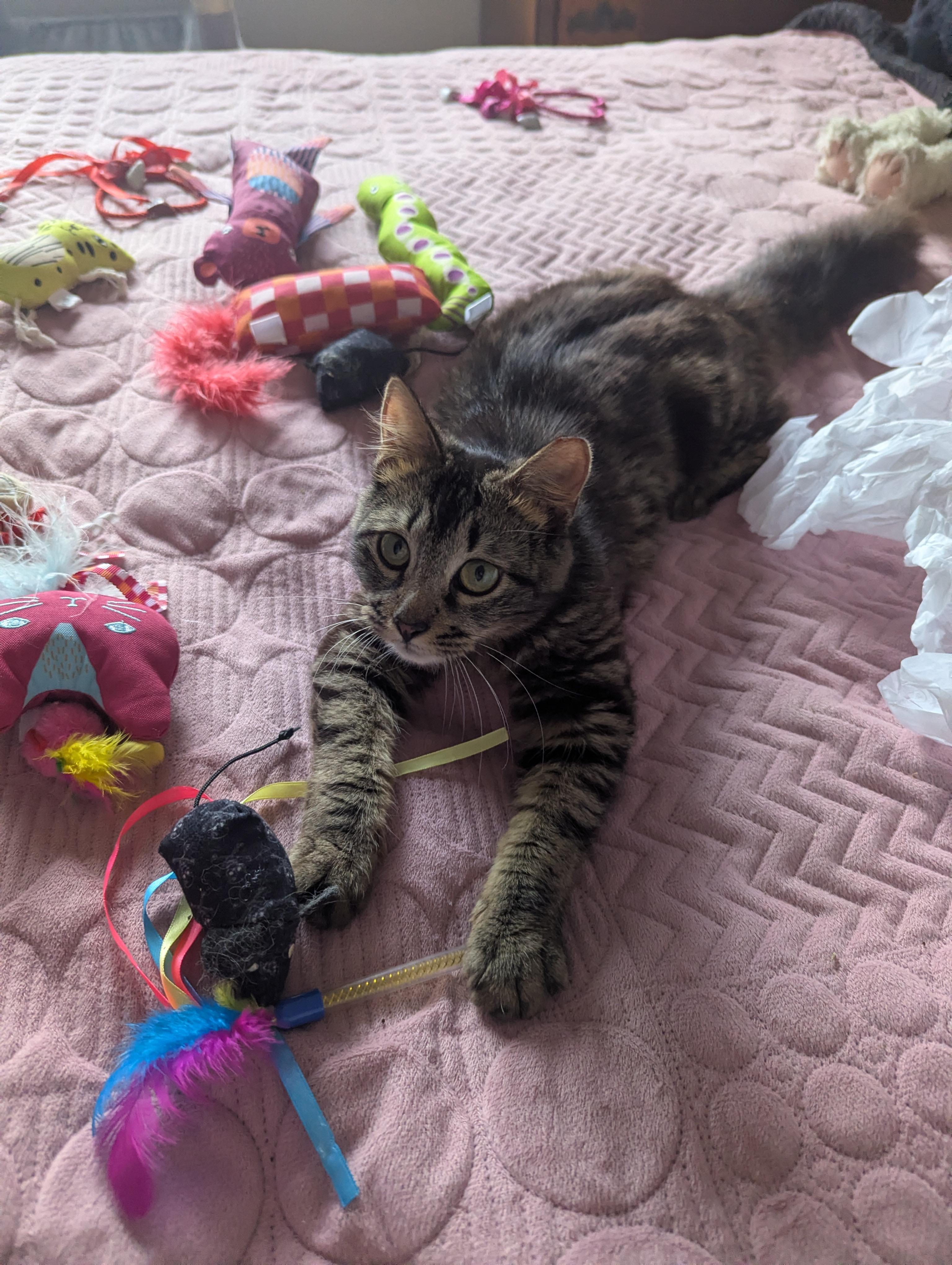 Enlarge Darla, a ADOPTABLE Domestic Short Hair in Fullerton, CA image 1/2