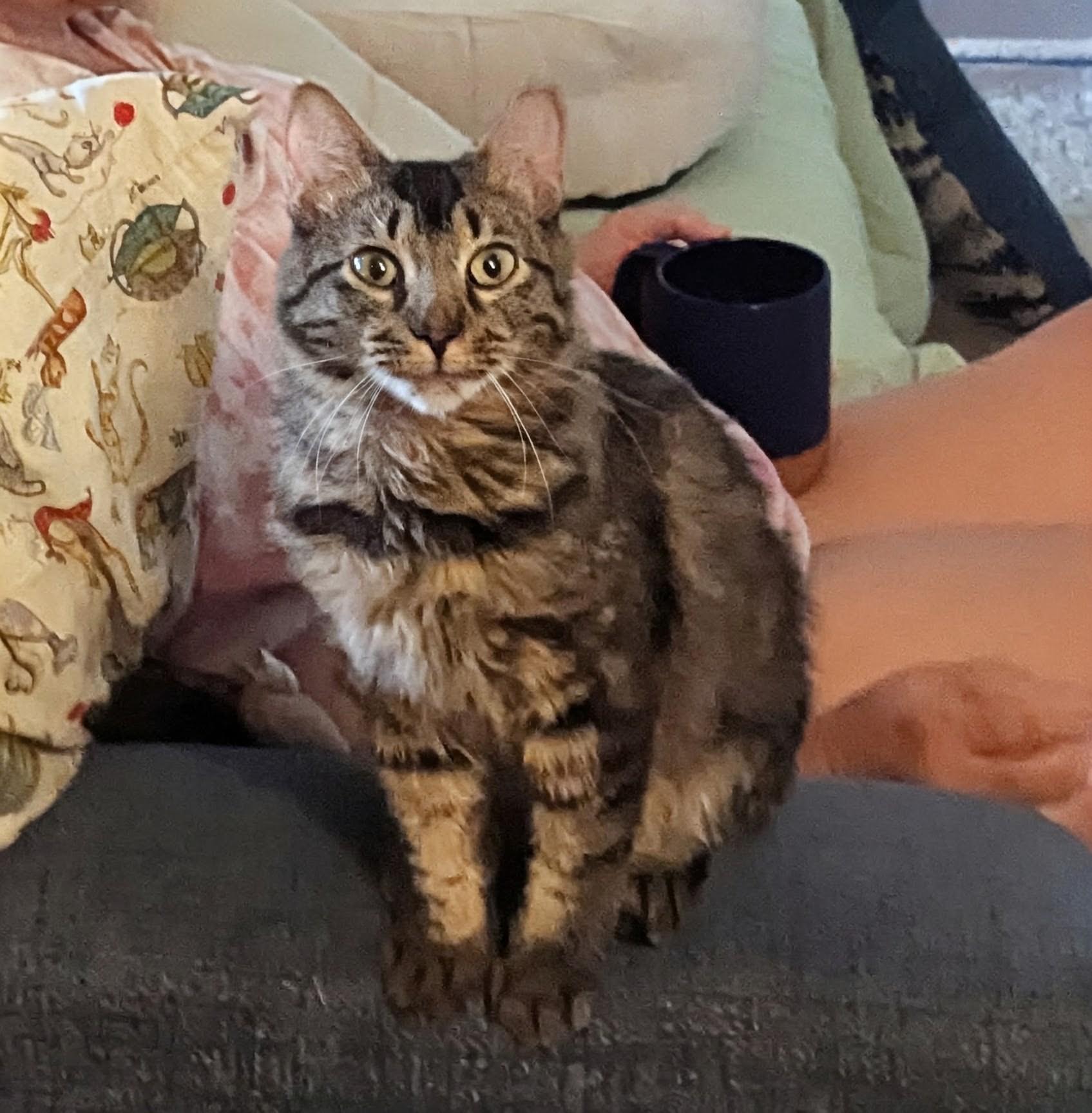 Darla, a ADOPTABLE Domestic Short Hair in Fullerton, CA image 3/4