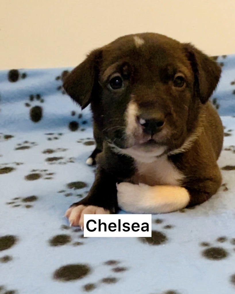 Chelsea, an adopted Mixed Breed in St. Albans, VT_image-1