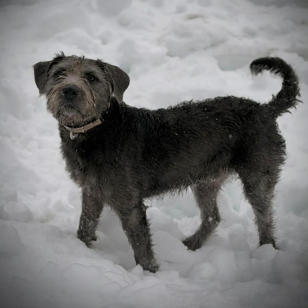 CT Smokey, Adoptable, Young Male Terrier.