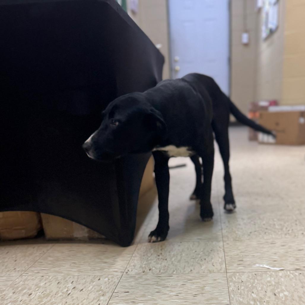 DONALD, a Adoptable mixed breed in Lucedale, MS image 1/2