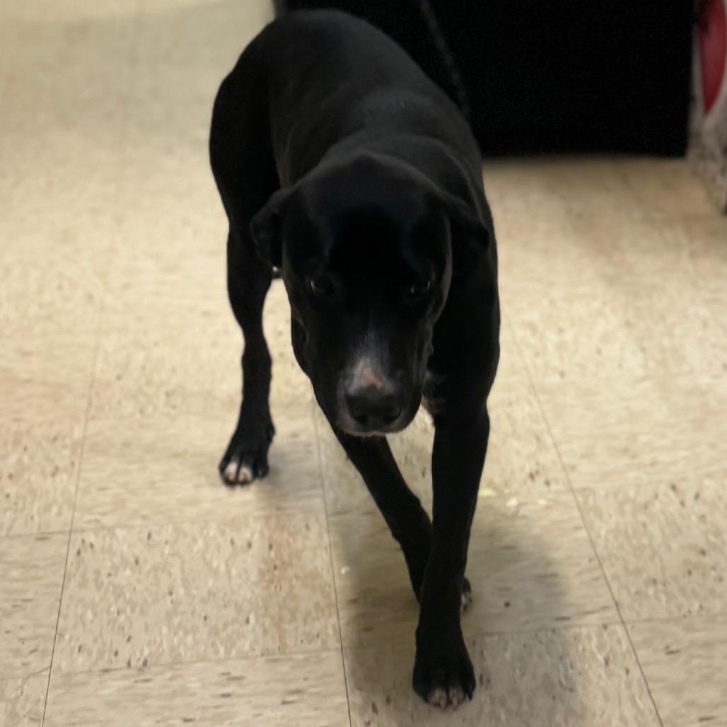DONALD, a Adoptable mixed breed in Lucedale, MS image 2/2