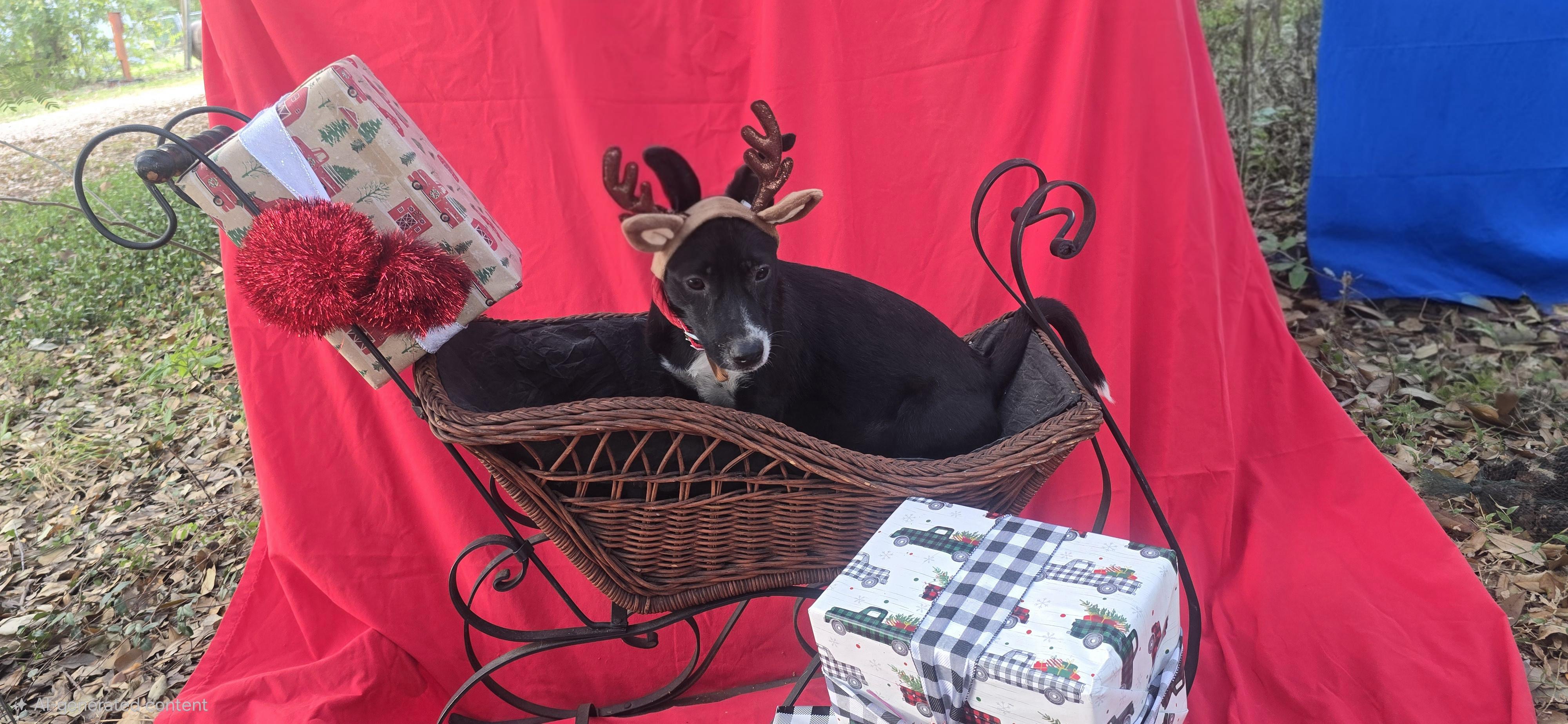 Enlarge Firoja WA14142-T , a Adoptable mixed breed in Bellevue, WA image 5/6