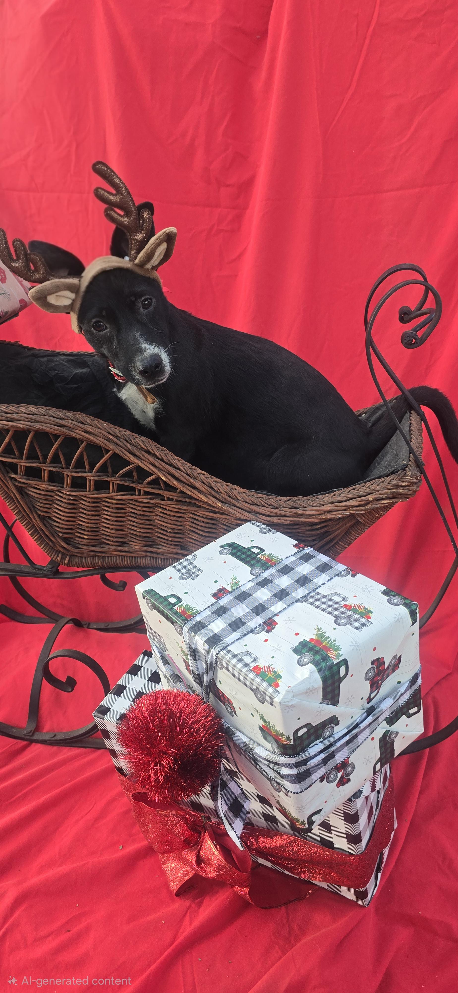 Enlarge Firoja WA14142-T , a Adoptable mixed breed in Bellevue, WA image 2/6