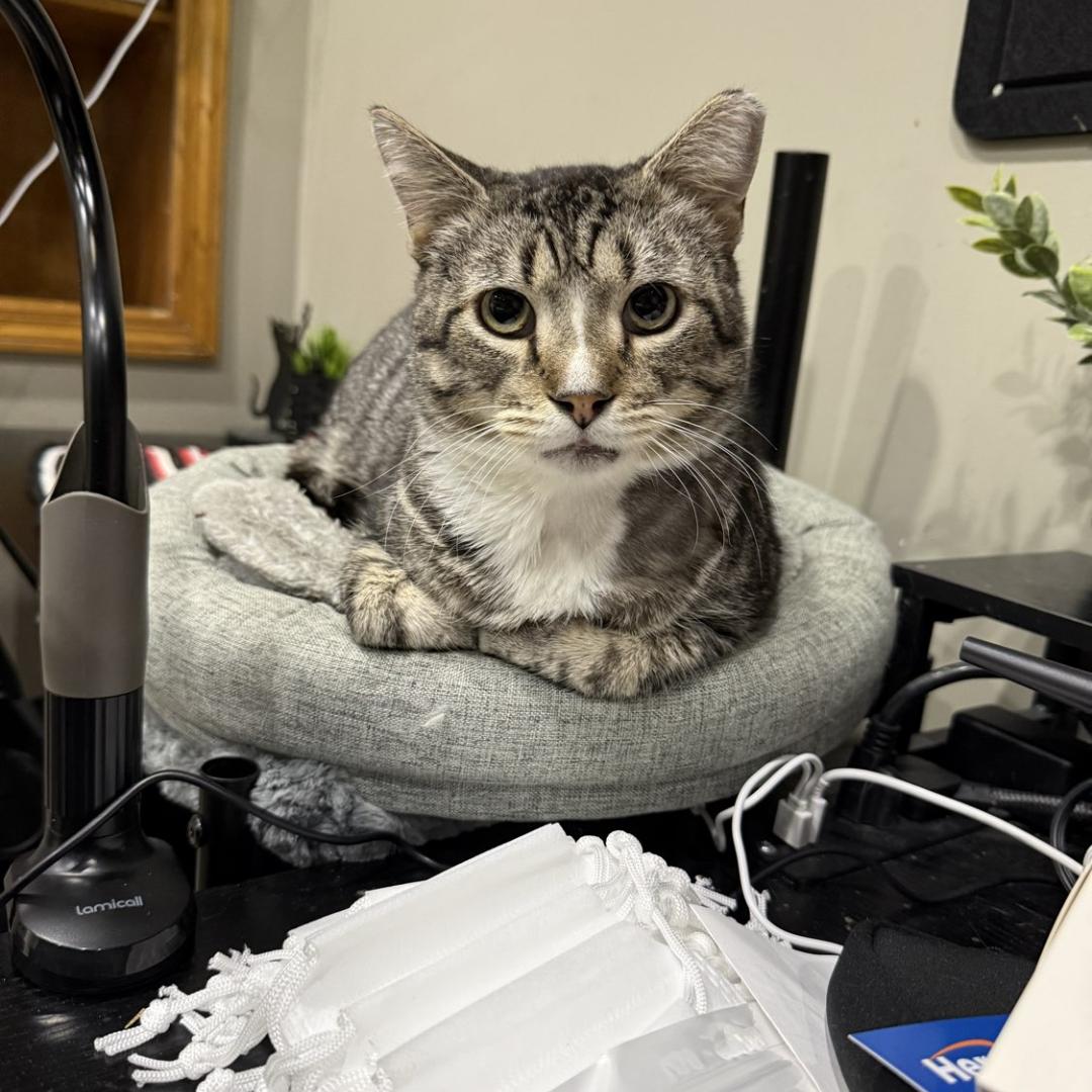 Malcolm, ADOPTABLE, Adult Male American Shorthair.