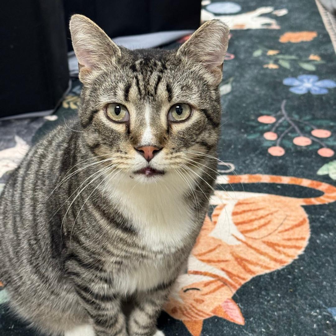 Malcolm, adoptable, Adult Male Domestic Short Hair.