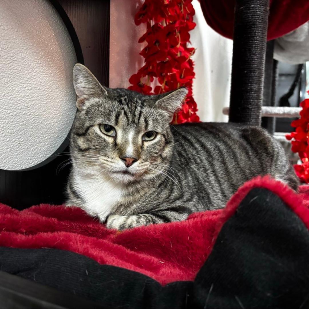 Malcolm, adoptable, Adult Male Domestic Short Hair.