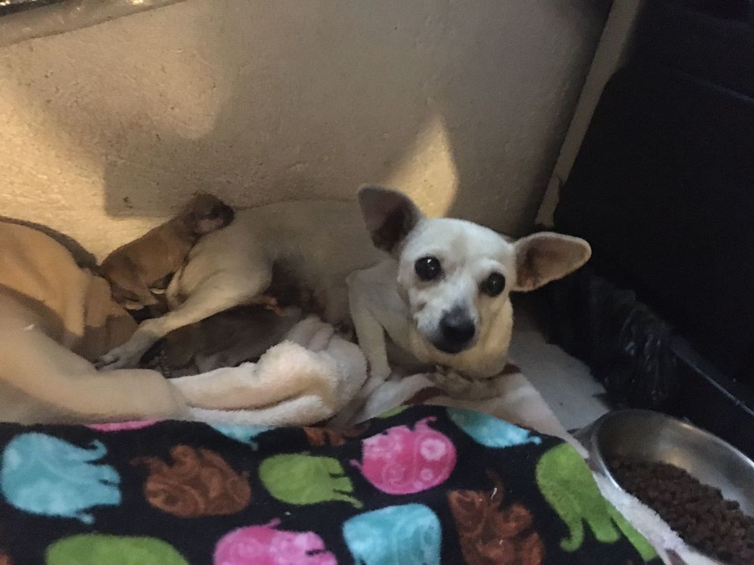 Candy, Adopted, Adult Female Chihuahua.