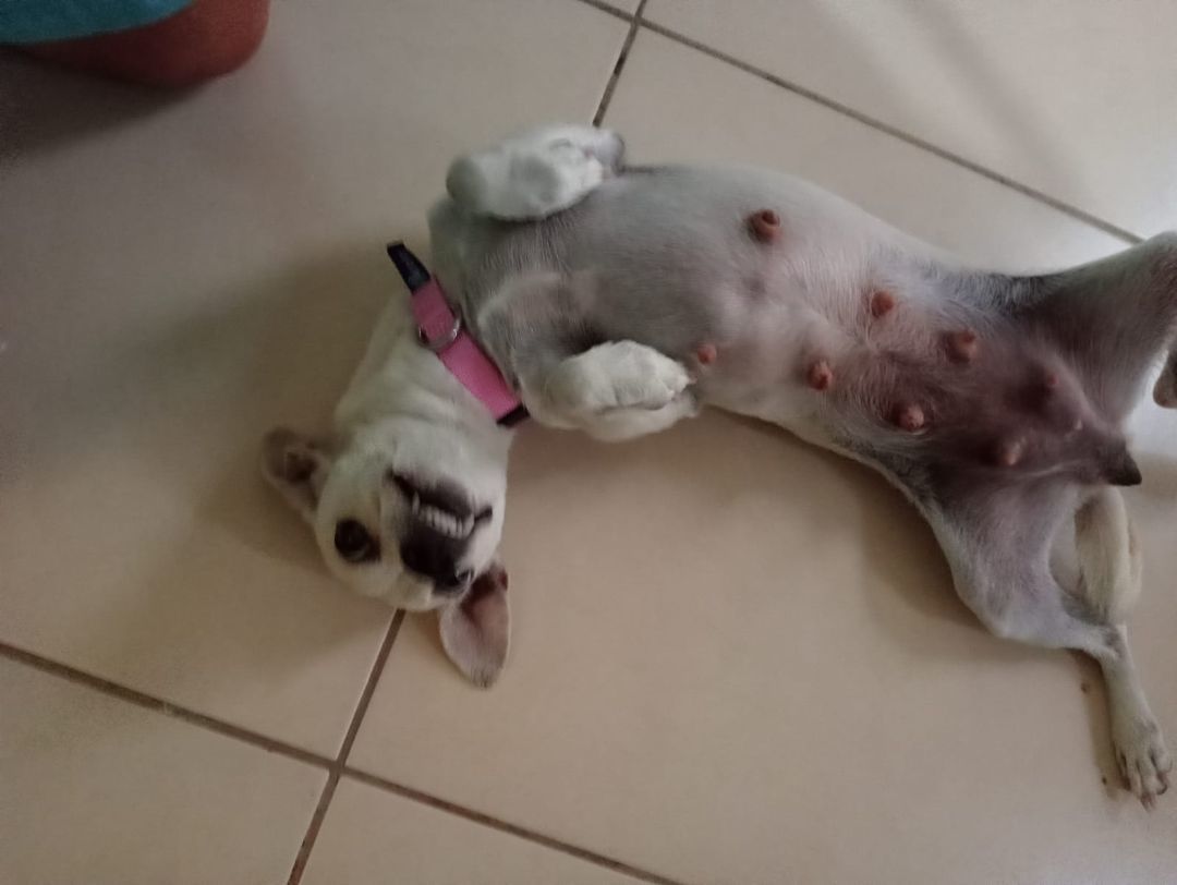 Candy, a Adopted Chihuahua in Calgary, AB image 2/6