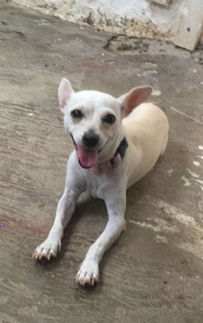 Candy, a Adopted Chihuahua in Calgary, AB image 3/6