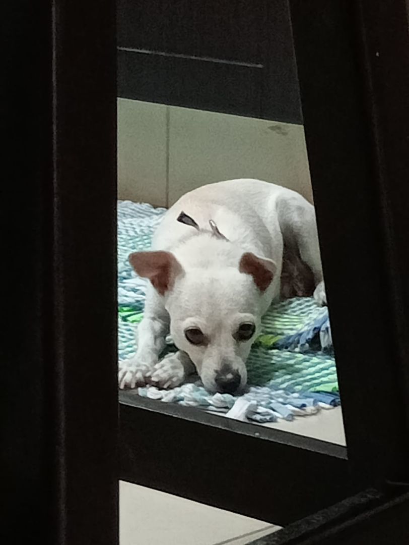 Candy, a Adopted Chihuahua in Calgary, AB image 5/6