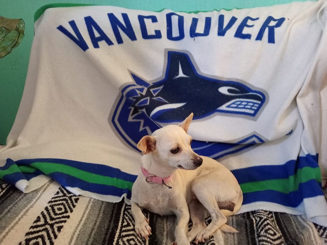 Candy, a Adopted Chihuahua in Calgary, AB image 6/6