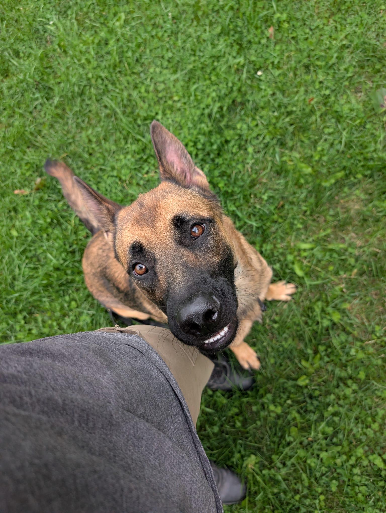 Buddy, a Adoptable mixed breed in North York, ON image 2/6