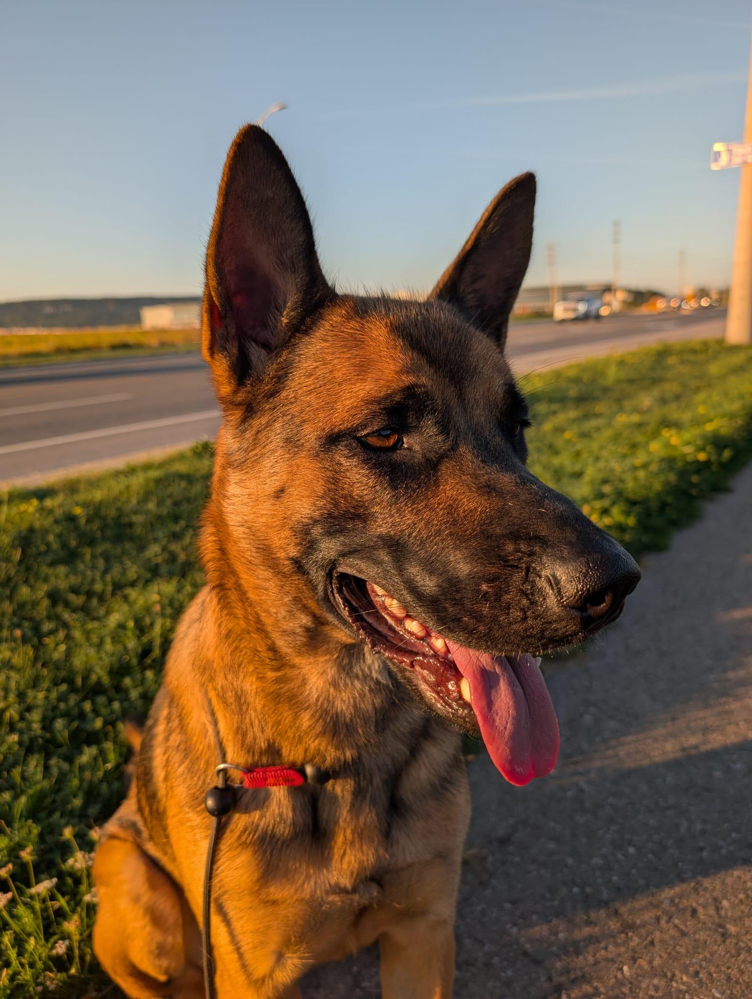 Buddy, a Adoptable mixed breed in North York, ON image 3/6