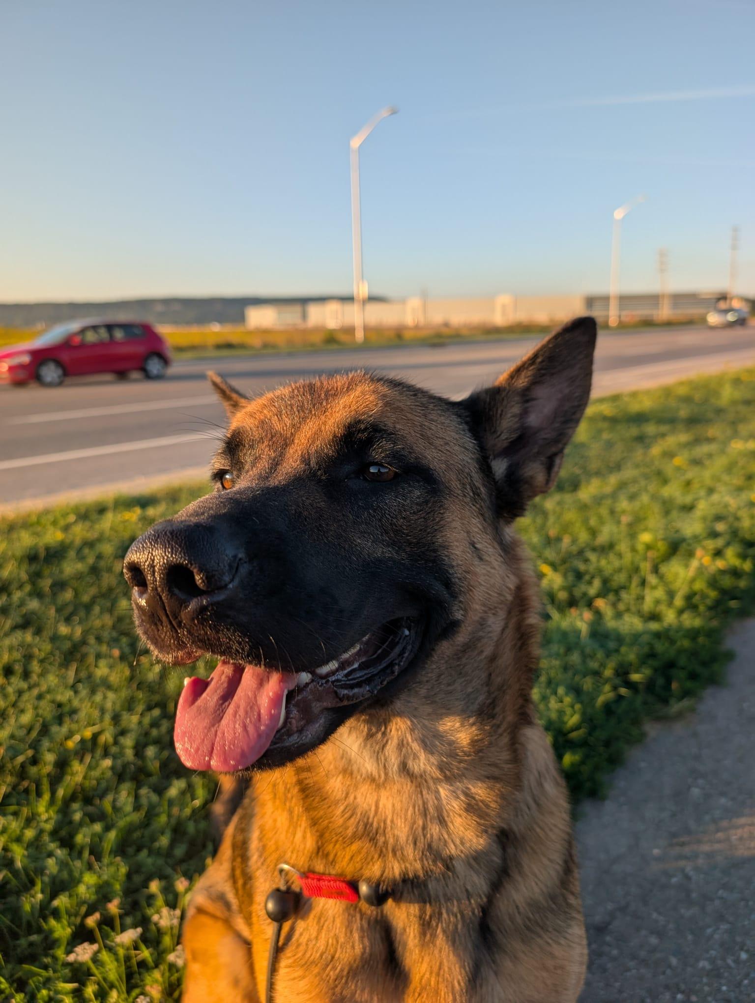 Buddy, a Adoptable mixed breed in North York, ON image 1/6