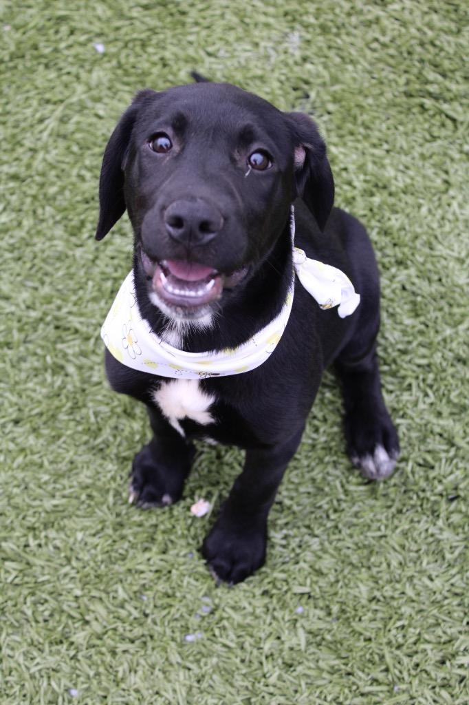 Enlarge Coco, a Adoptable mixed breed in Morgantown, KY image 1/1