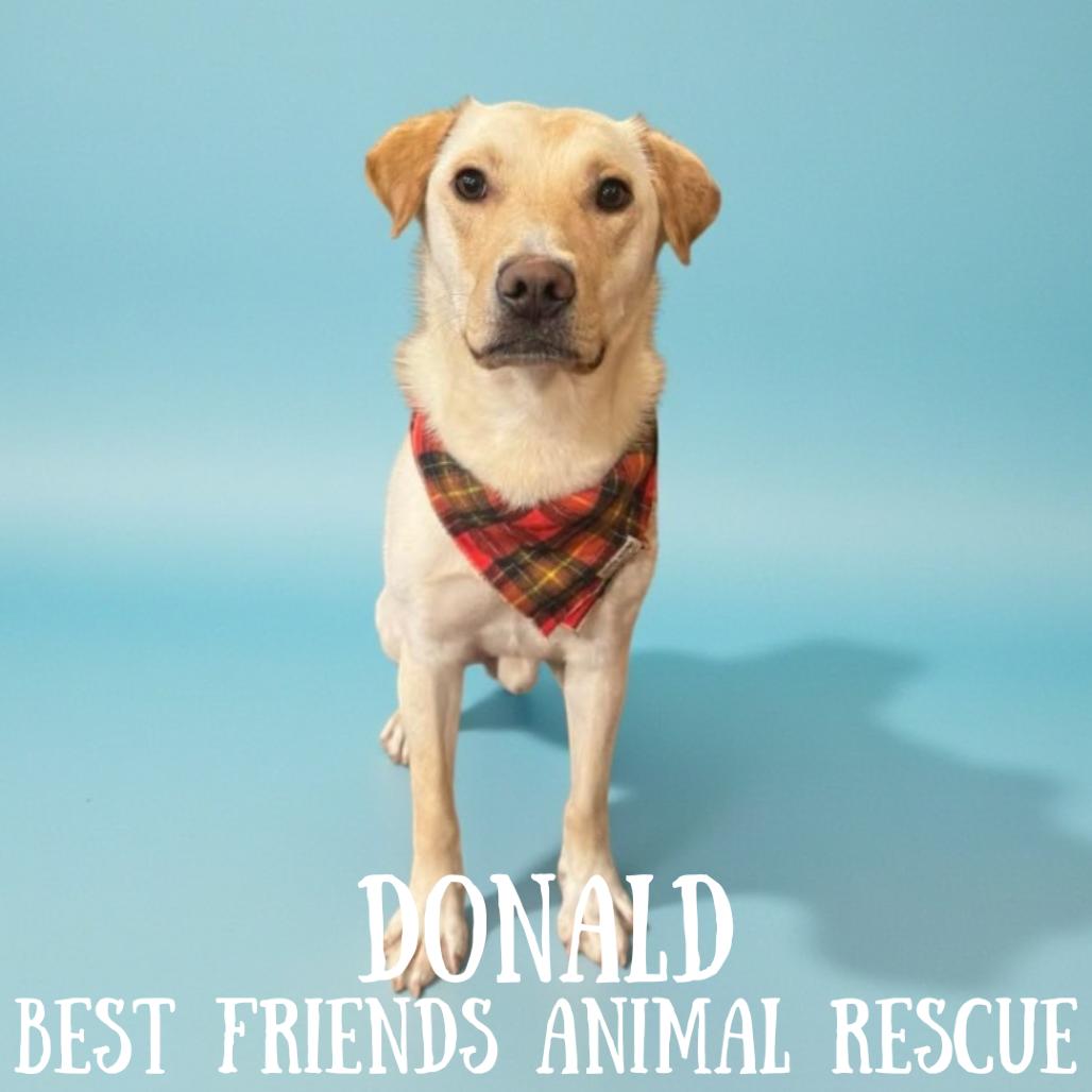 Enlarge Donald, a Adoptable Labrador Retriever in Wasilla, AK image 1/3