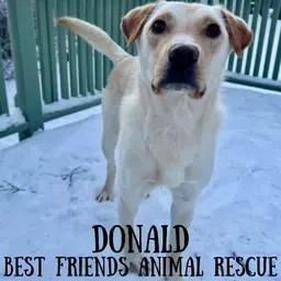Enlarge Donald, a Adoptable Labrador Retriever in Wasilla, AK image 3/3