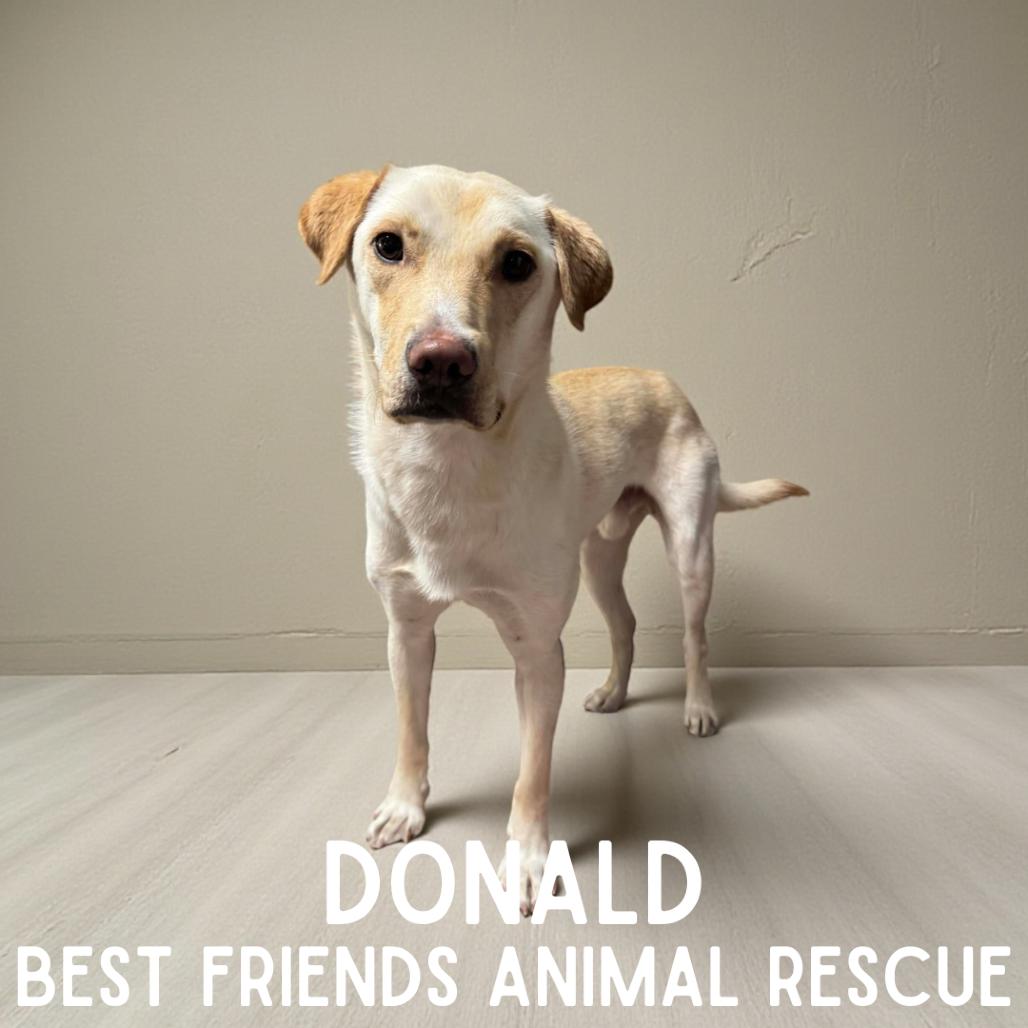 Enlarge Donald, a Adoptable Labrador Retriever in Wasilla, AK image 5/5