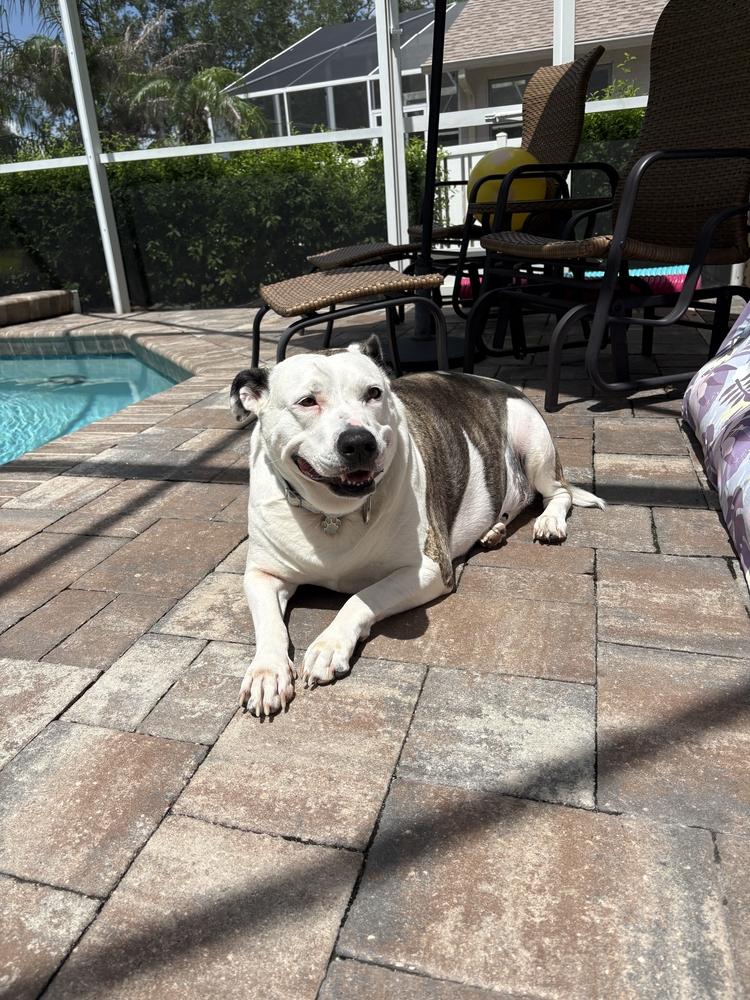 Sadie, a Adoptable mixed breed in Lakeland, FL image 1/6