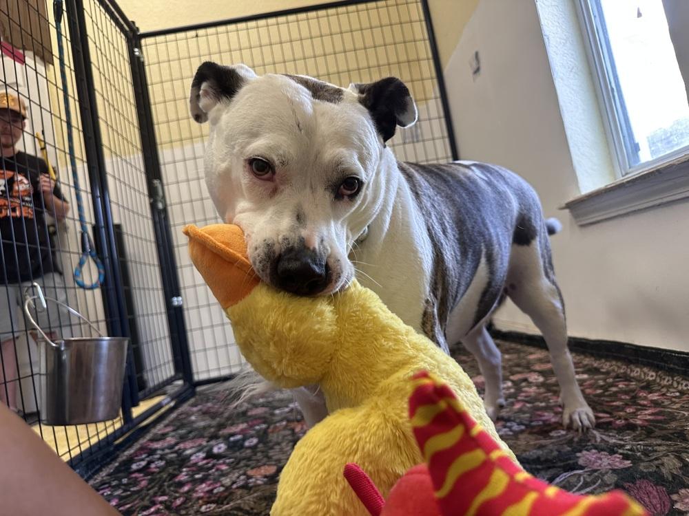 Sadie, a Adoptable mixed breed in Lakeland, FL image 2/6