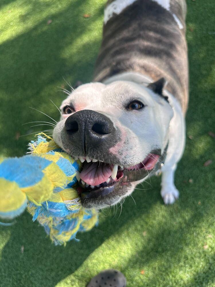 Sadie, a Adoptable mixed breed in Lakeland, FL image 1/6