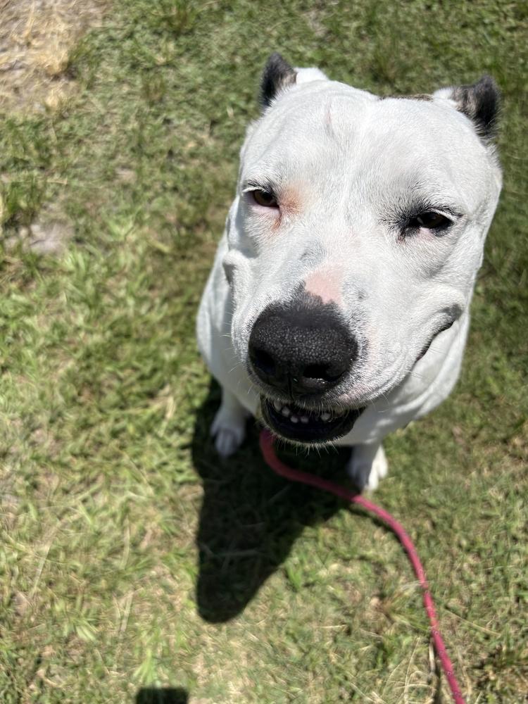 Sadie, a Adoptable mixed breed in Lakeland, FL image 3/6