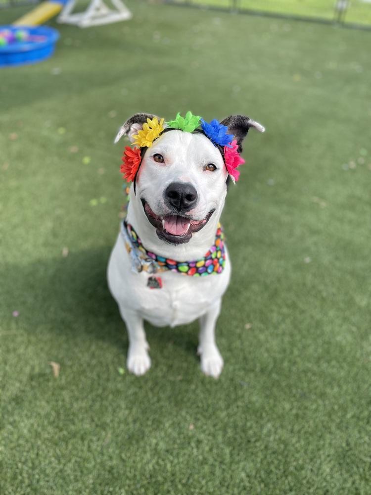 Sadie, Adoptable, Young Female Mixed Breed & Mixed Breed.