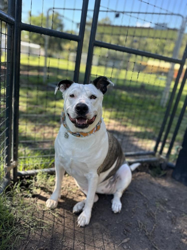 Enlarge Sadie, a Adoptable mixed breed in Lakeland, FL image 2/6