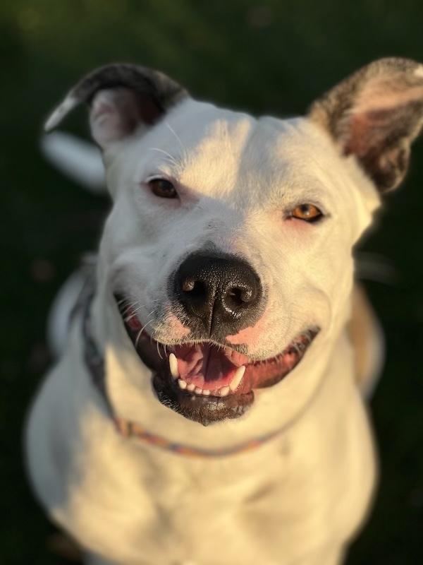 Sadie, Adoptable, Senior Female American Bulldog & Mixed Breed.