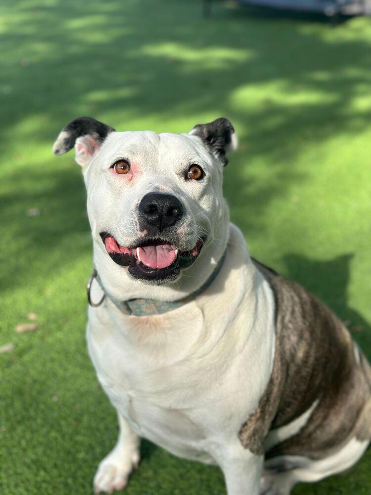 Sadie, a Adoptable mixed breed in Lakeland, FL image 5/6