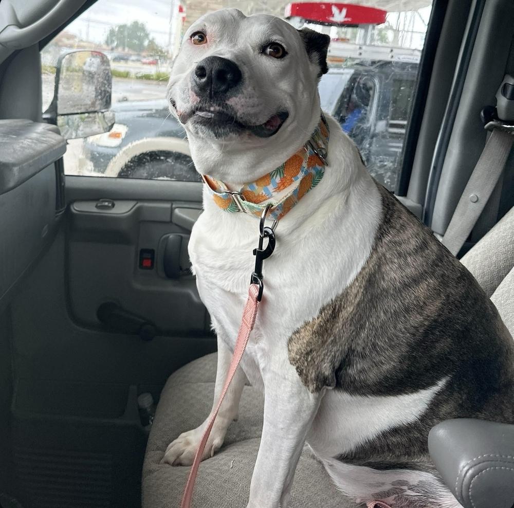 Enlarge Sadie, a Adoptable mixed breed in Lakeland, FL image 4/6