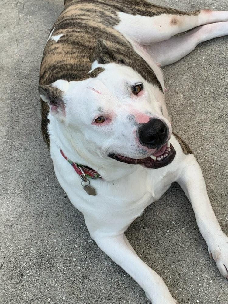 Enlarge Sadie, a Adoptable mixed breed in Lakeland, FL image 6/6