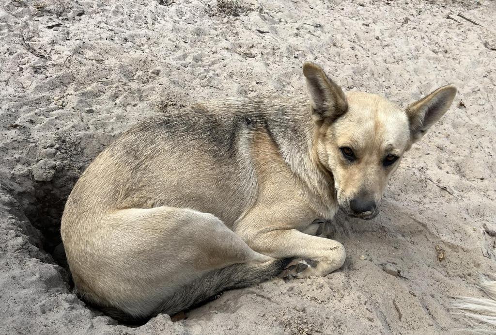 Rayne, Adoptable, Adult Female Shepherd & Mixed Breed.