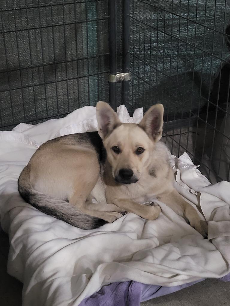 Enlarge Rayne, a Adoptable mixed breed in Waynesville, GA image 1/5