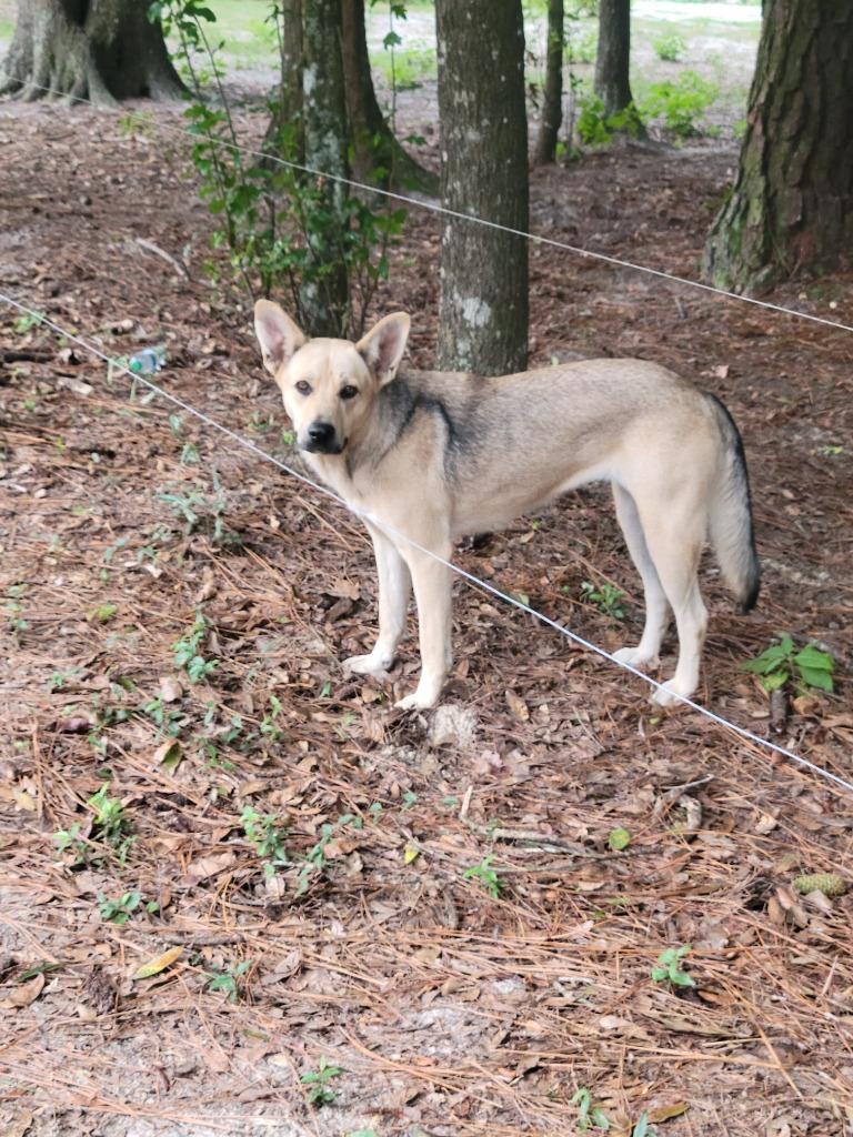 Enlarge Rayne, a Adoptable mixed breed in Waynesville, GA image 5/5
