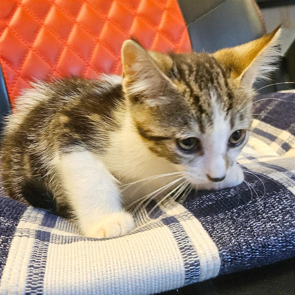 Enlarge Hocus, a Adoptable Domestic Short Hair in Clarksville, AR image 1/6