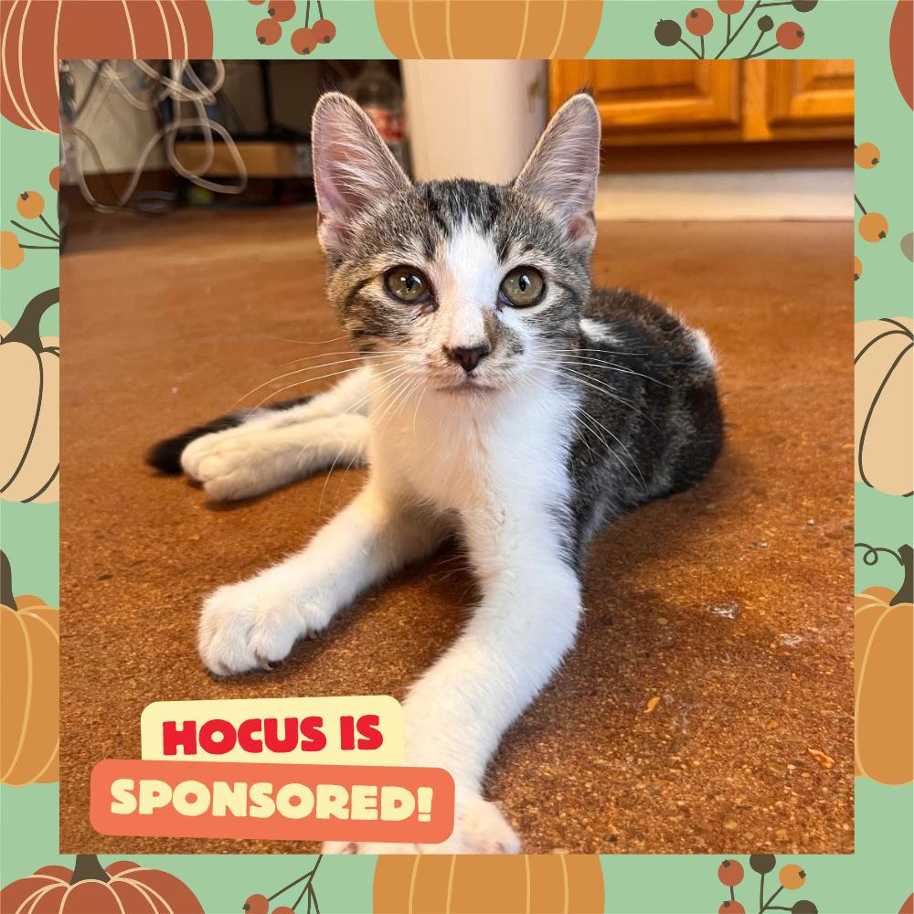 Enlarge Hocus, a Adoptable Domestic Short Hair in Clarksville, AR image 2/6
