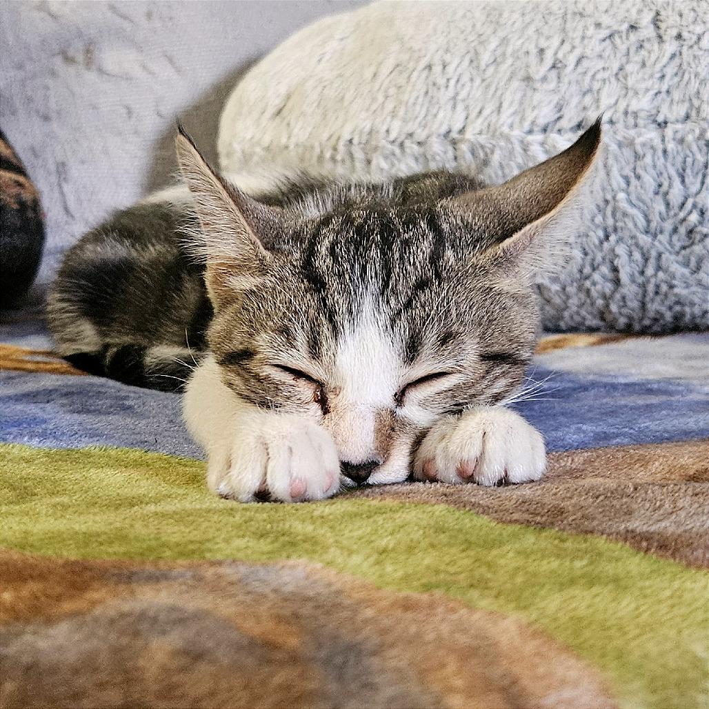 Enlarge Hocus, a Adoptable Domestic Short Hair in Clarksville, AR image 3/6