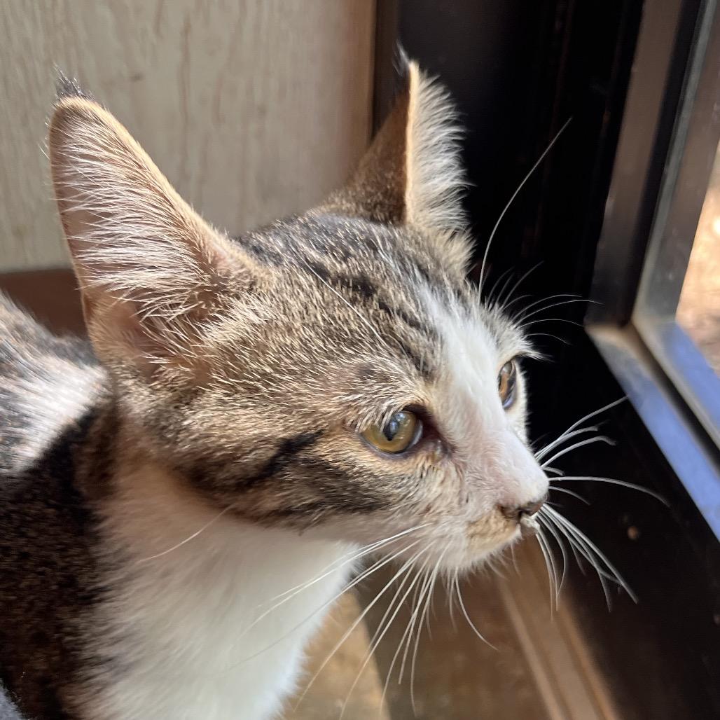 Enlarge Hocus, a Adoptable Domestic Short Hair in Clarksville, AR image 4/6
