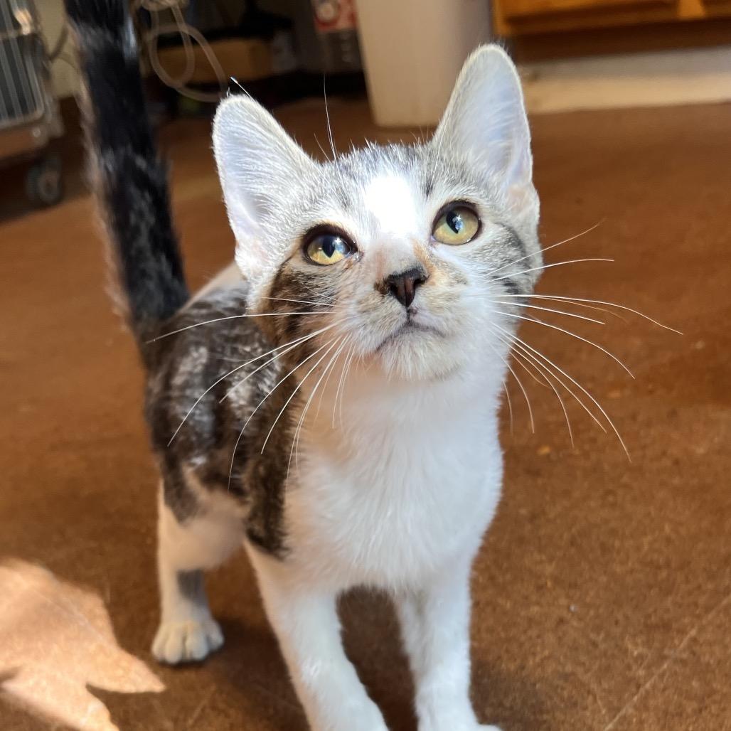 Enlarge Hocus, a Adoptable Domestic Short Hair in Clarksville, AR image 5/6