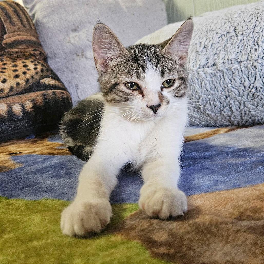 Enlarge Hocus, a Adoptable Domestic Short Hair in Clarksville, AR image 6/6