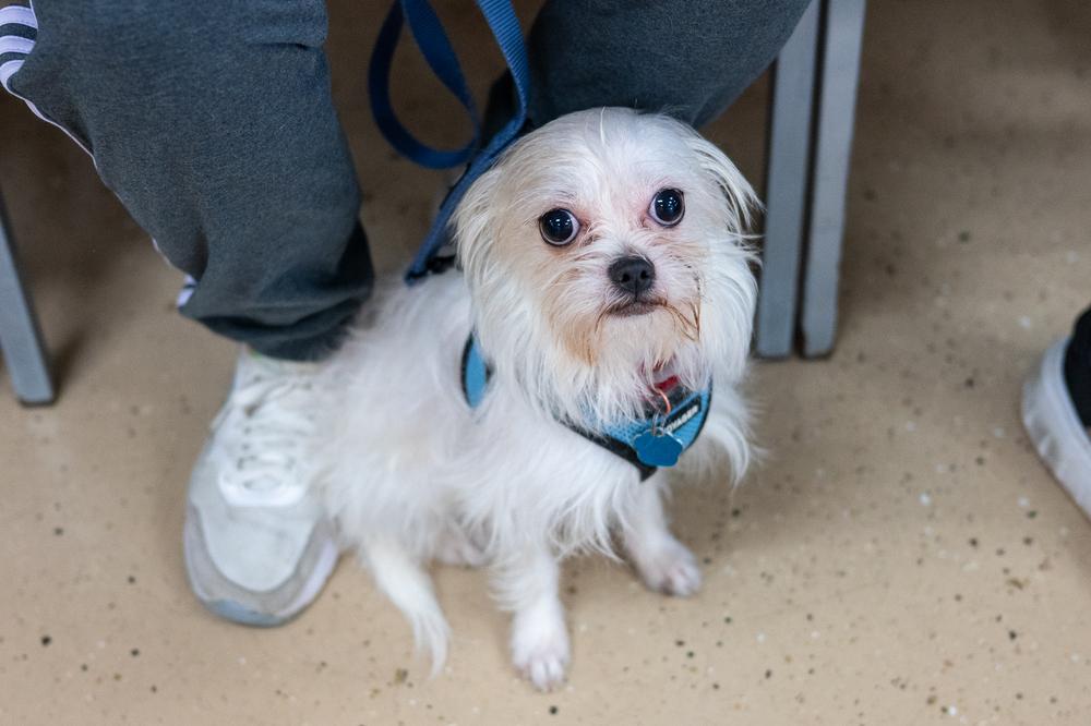 Gibson, Adoptable, Young Male Maltese.