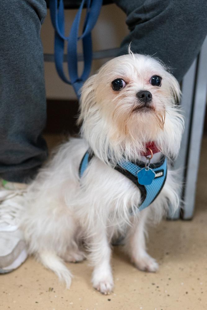 Enlarge Gibson, a Adoptable mixed breed in Mundelein, IL image 2/6