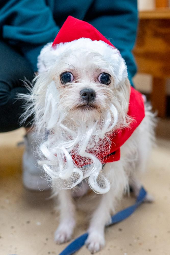 Enlarge Gibson, a Adoptable mixed breed in Mundelein, IL image 4/6