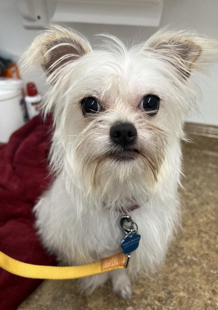 Enlarge Gibson, a Adoptable mixed breed in Mundelein, IL image 5/6